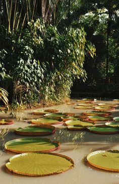 many large green leaves floating on top of a pond in the middle of a forest