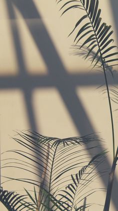 the shadow of a palm tree is cast on a wall with shadows from its leaves