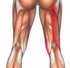 the muscles are highlighted in this image with red arrows pointing to their left and right sides