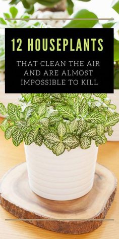 a potted plant with the words 12 houseplants that clean the air and are almost impossible to kill