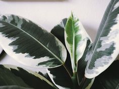 there is a plant with green and white leaves