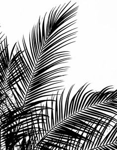 black and white photograph of palm leaves against a sky background in an art deco frame