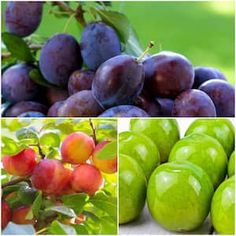 four different pictures of plums and green apples