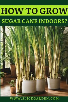 how to grow sugar cane indoors?