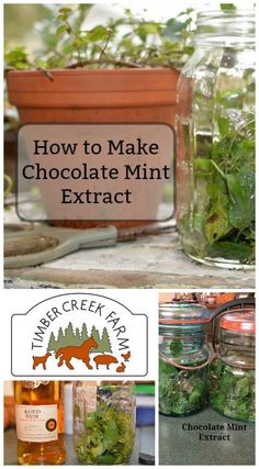 how to make chocolate mint extract in a mason jar with labels on it