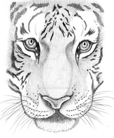 a pencil drawing of a tiger's face