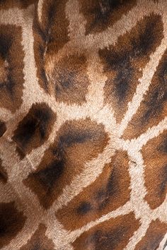 closeup of the skin of a giraffe's head and neck pattern