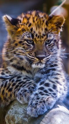 a small leopard cub sitting on top of a rock