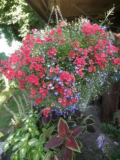 red and blue flowers are growing in the garden