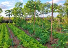 an outdoor garden with lots of plants growing in the ground and trees on each side