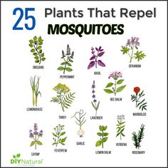 the 25 plants that repel mosquitoes are featured in this poster with their names