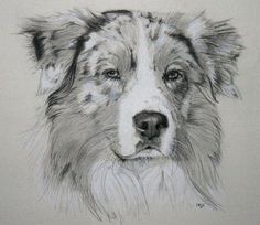 a pencil drawing of a dog's face