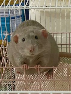 a rodent sitting in a cage with its front paws on the top of it