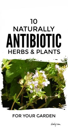 Garden In Containers, Herbs And Plants, Herbal Recipes, Natural Healing Remedies, Healing Plants, Natural Antibiotics, Herbal Healing