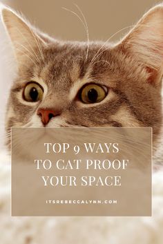 a cat with the words top 8 ways to cat proof your space on it's face