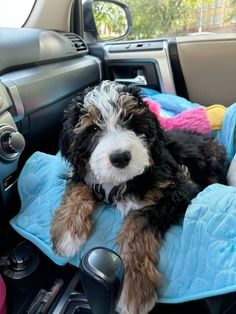 a black and white dog laying on top of a blue blanket in the back seat of a car