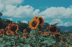 three sunflowers are in the middle of a field with mountains in the background