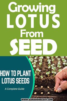 the cover of growing lotuss from seed how to plant lotus seeds and grow them