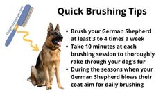 a german shepherd dog sitting next to a brush for brushing it's teeth with the caption, quick brushing tips