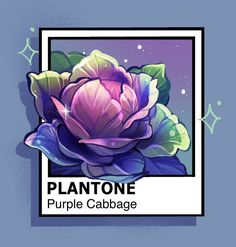 a purple cabbage flower with green leaves on it's head and the words plantone purple cabbage