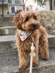 a brown dog standing on top of cement steps