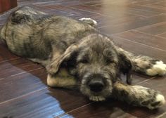 a dog is laying on the floor with his head resting on it's paws