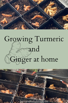 growing tumericic and ginger at home with text overlay reading growing tumericic and ginger at home