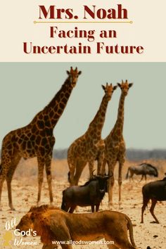 there are many giraffes and other animals in the desert with text that reads, mrs noah facing an uncertain future