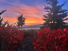 the sun is setting behind some trees and bushes with red leaves on them, in front of a body of water