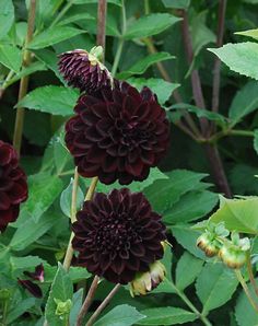 some very pretty purple flowers by some green leaves