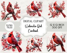 digital clipart watercolor red cardinal birds