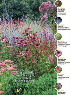 an image of a garden with different flowers and plants in it, including the names