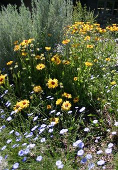 wildflowers and other flowers in a garden