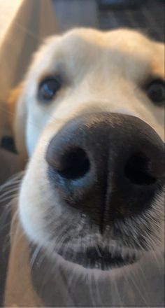 a close up view of a dog's nose