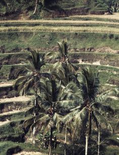 an aerial view of palm trees and rice terraces