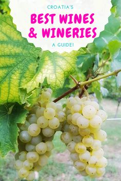 grapes growing on the vine with text overlay reading croatia's best wines and wineries a guide