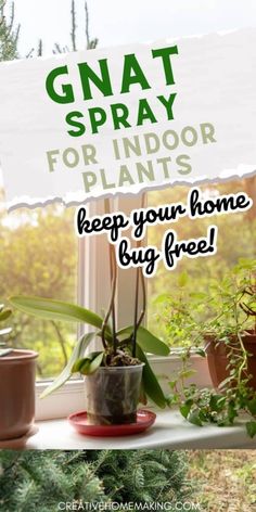 a window sill filled with plants next to a sign that says gnat spray for indoor plants keep your home bug free