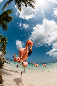 a flamingo standing on top of a sandy beach under a blue sky with clouds