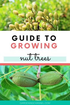 the guide to growing nut trees with text overlay that reads, guide to growing nut trees