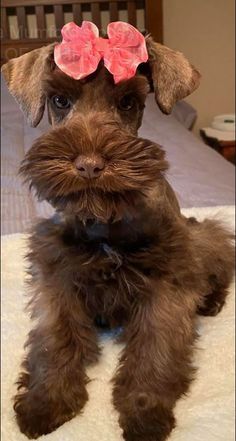 a small brown dog with a pink bow on it's head sitting on a bed