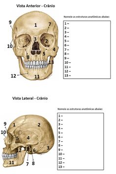 the skull is shown in three different views, with numbers and symbols on each side