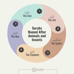 the four types of animals and their names in different languages, including one with an animal's name