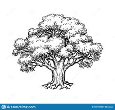 a black and white drawing of a tree on a white background stock photo, royalty