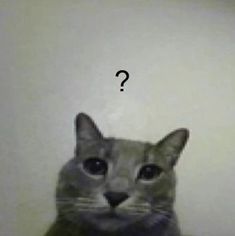 a cat is looking at the camera with a question mark on it