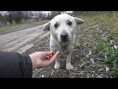 a white dog standing on top of a dirt road next to a person holding something in their hand