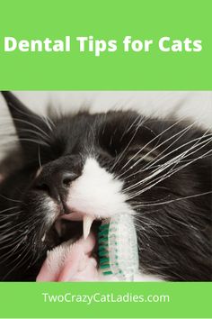 a black and white cat brushing it's teeth with the caption dental tips for cats