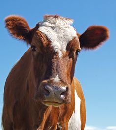 a brown and white cow standing on top of a grass covered field next to a blue sky