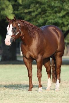 a brown horse standing on top of a lush green field with trees in the background