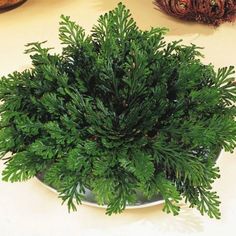 a potted plant sitting on top of a table