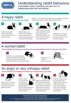 an info sheet describing how to use rabbit rabbits